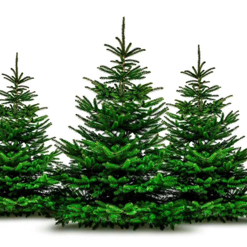 Sapins de Noël